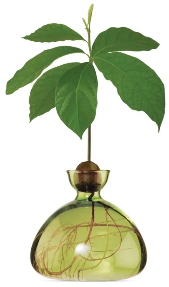 Βάζο Για Ανάπτυξη Καρπού Αβοκάντο 003-9 15x15cm Grass Green Ilex Studio Glass