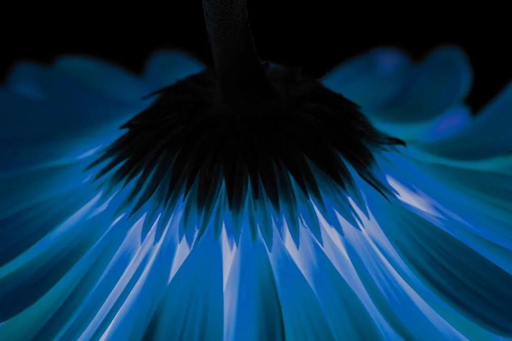 Εικόνα μιας μπλε ζέρμπερας σε σκούρο φόντο - 60x40