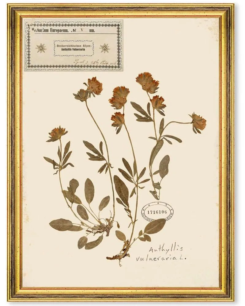 Κάδρο Herbarium Alpinium V FA13459 35x50cm Multi MindTheGap Κάθετοι Wood, Glass