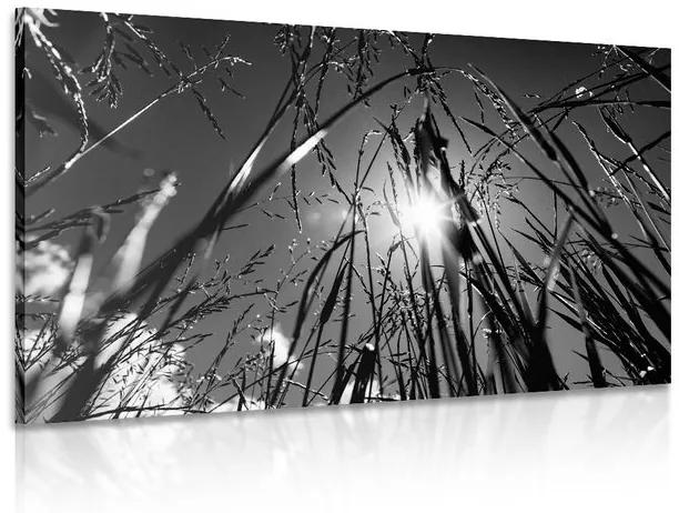 Εικόνα γρασίδι σε ασπρόμαυρο - 120x80