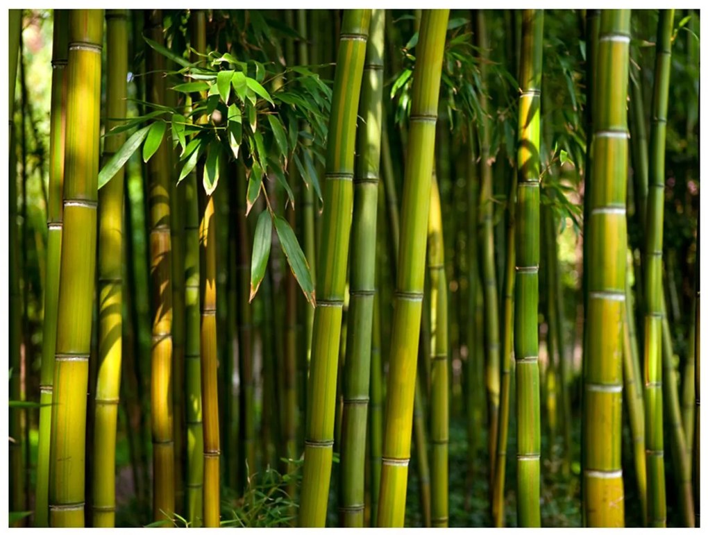 Φωτοταπετσαρία - Asian bamboo forest 350x270