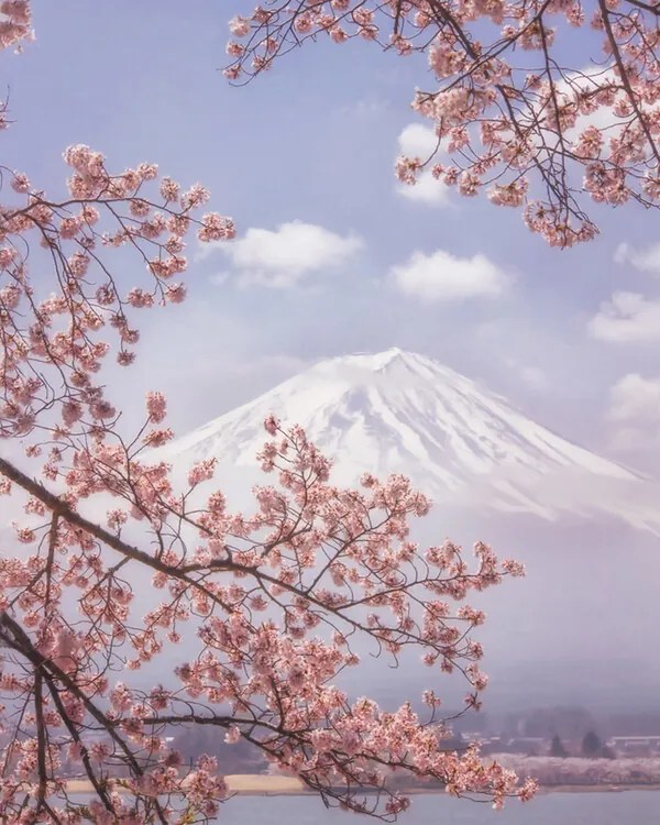 Φωτογραφία Mt. Fuji in the cherry blossoms, Makiko Samejima