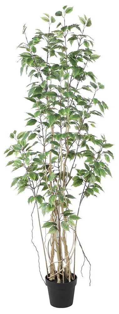 Τεχνητό Δέντρο Φίκος Ginseng 7801-6 170cm Green Supergreens Πλαστικό