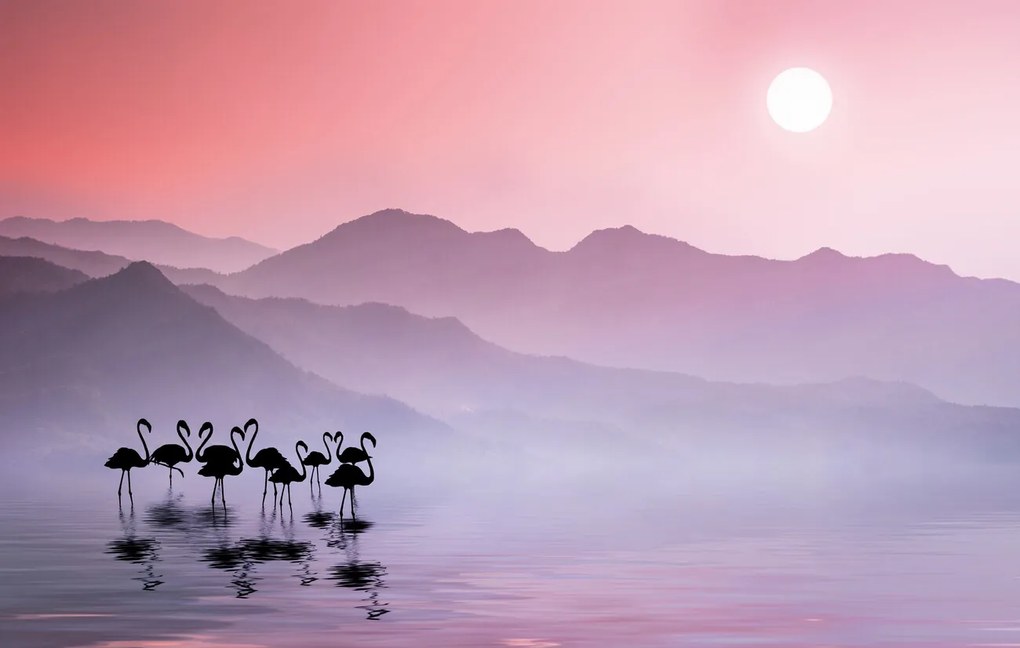 Φωτογραφία Τέχνης Flamingos Sunset, Bess Hamiti, (40 x 24.6 cm)