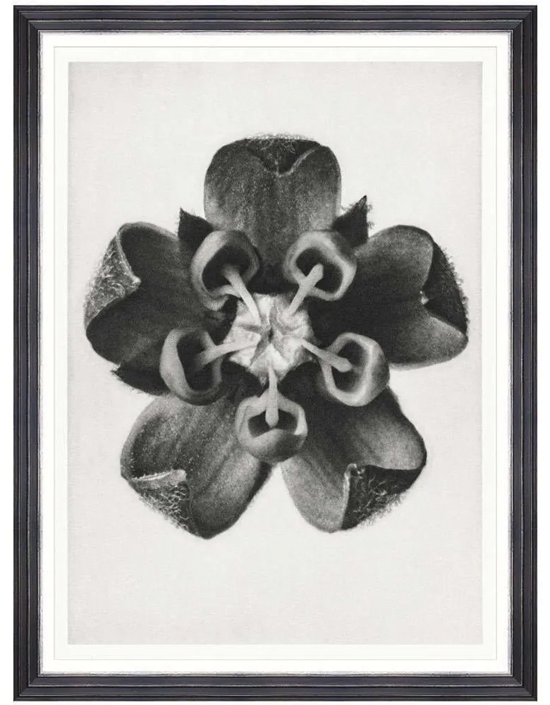 Κάδρο Common Milkweed FA13411 60x80cm Black-White MindTheGap Κάθετοι Wood, Glass