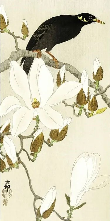 Εκτύπωση τέχνης Myna On Magnolia Branch, Ohara Koson