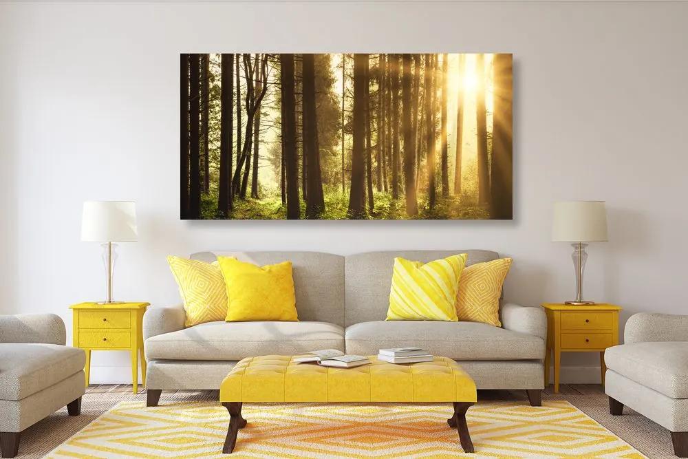 Εικόνα δάσους ηλιόλουστη - 100x50