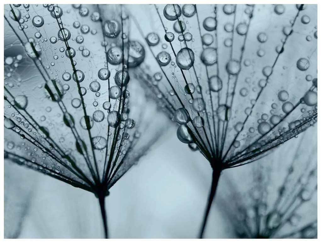 Φωτοταπετσαρία - Turquoise dandelion 200x154