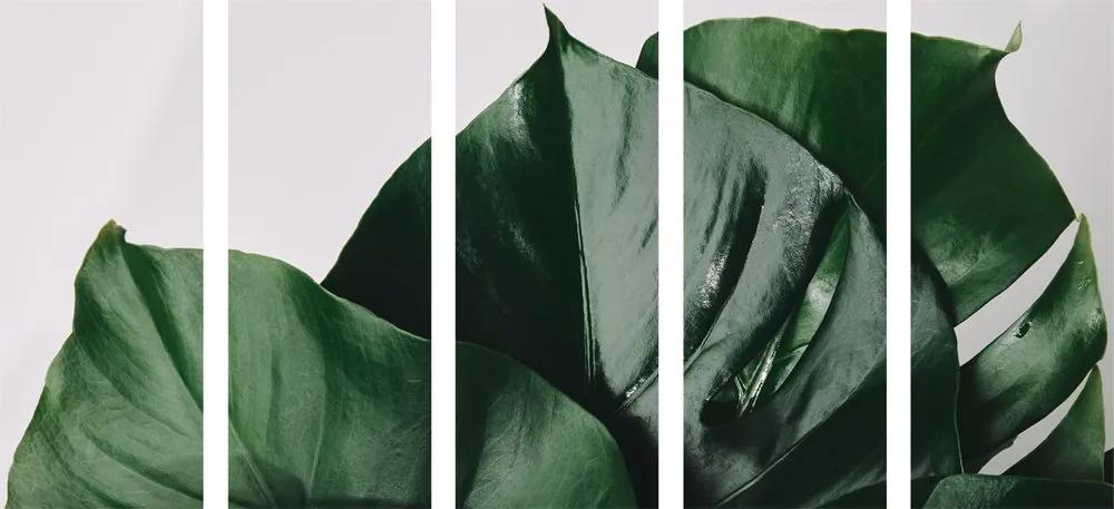 Φύλλο εικόνας 5 μερών φυτού τέρας - 100x50