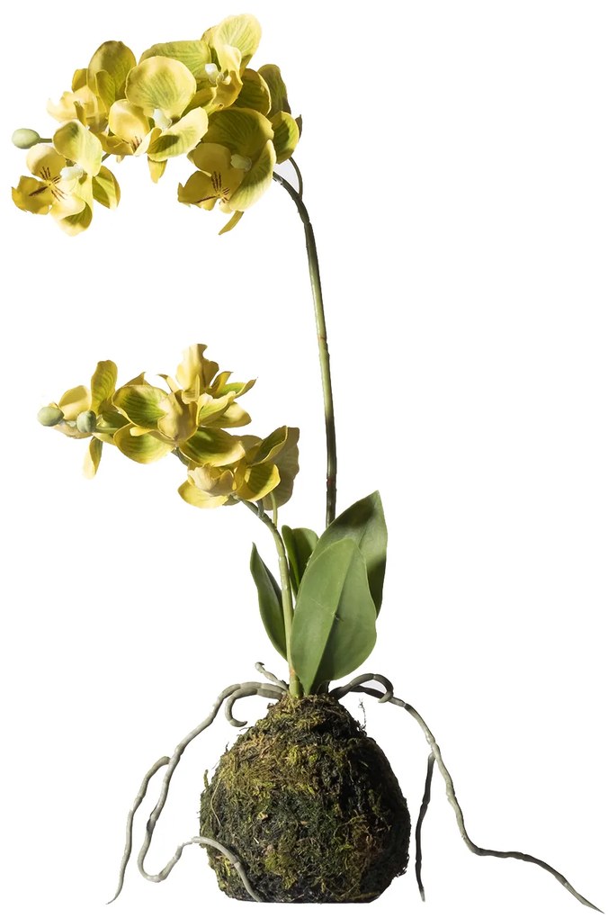 Supergreens Τεχνητό Φυτό Ορχιδέα Phalaenopsis Real Touch Πράσινη με Βάση Moss 40 εκ. - 7070-6