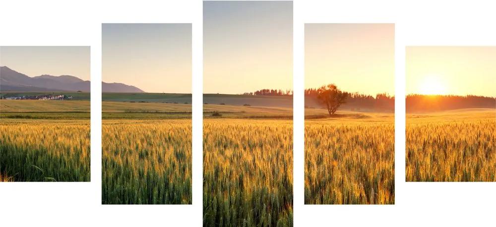 Εικόνα 5 μερών ηλιοβασίλεμα πάνω από το χωράφι με σιτάρι - 200x100