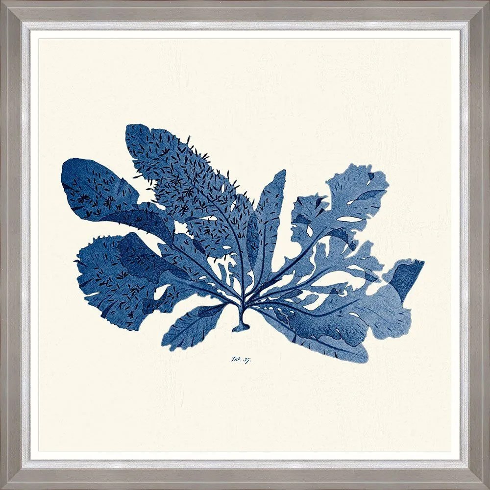 Κάδρο Seaweed  I Fa13392 70X70Cm White-Blue Mindthegap Square Ξύλο