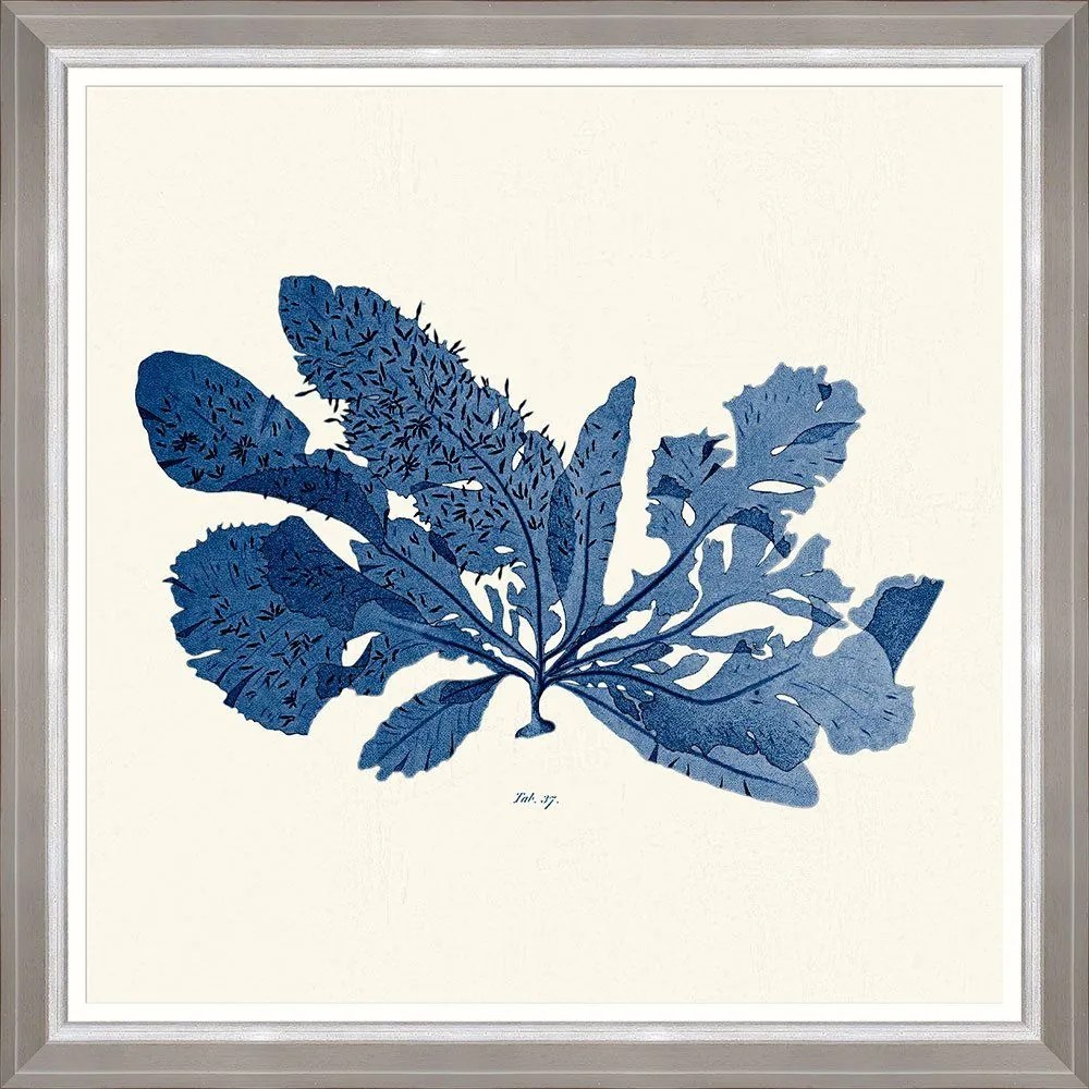 Κάδρο Seaweed  I Fa13392 70X70Cm White-Blue Mindthegap Τετράγωνοι Wood