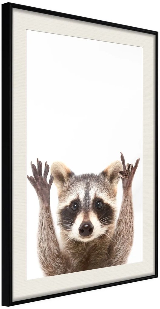 Αφίσα - Funny Racoon - 30x45 - Μαύρο - Με πασπαρτού