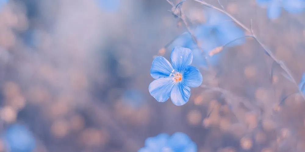 Εικόνα μπλε λουλουδιών σε vintage φόντο - 120x60