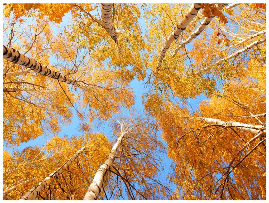 Φωτοταπετσαρία - Autumnal treetops 300x231