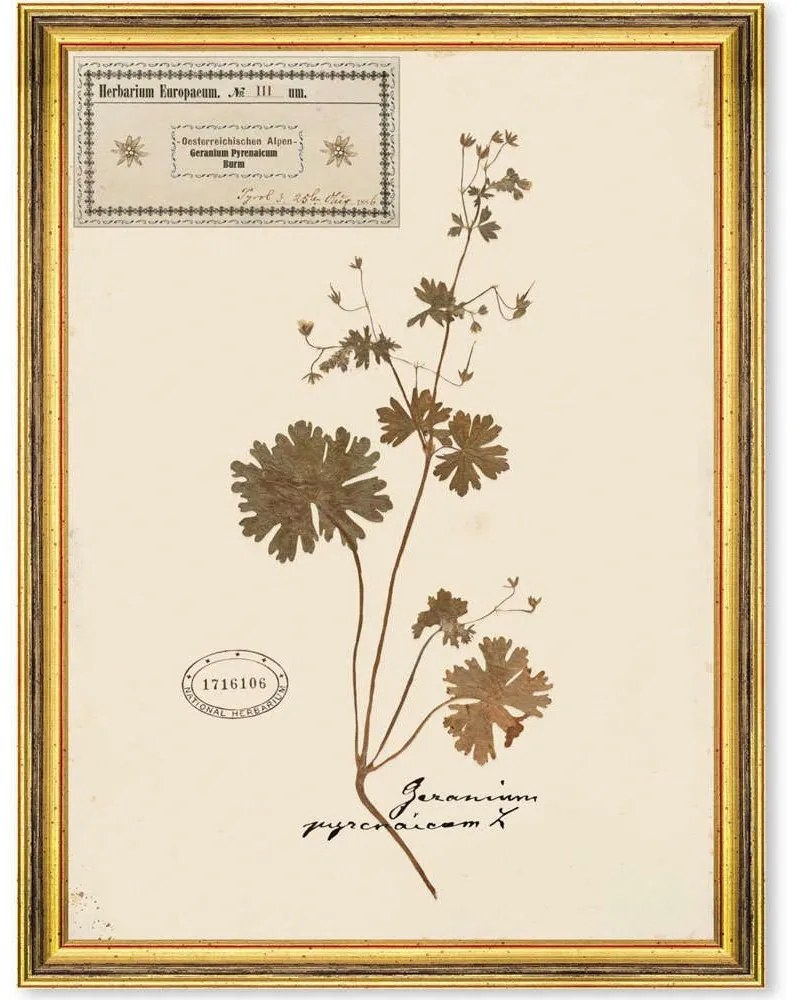 Κάδρο Herbarium Alpinium III FA13457 35x50cm Multi MindTheGap Vertical Ξύλο,Γυαλί