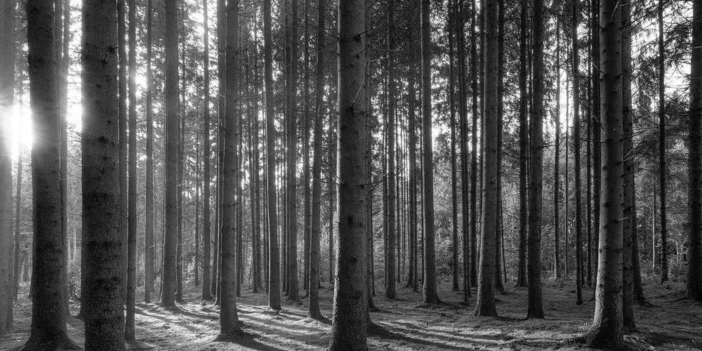 Εικόνα πρωινού στο δάσος σε ασπρόμαυρο - 120x60