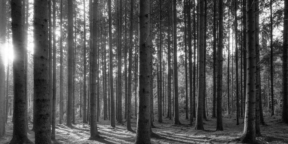 Εικόνα πρωινού στο δάσος σε ασπρόμαυρο