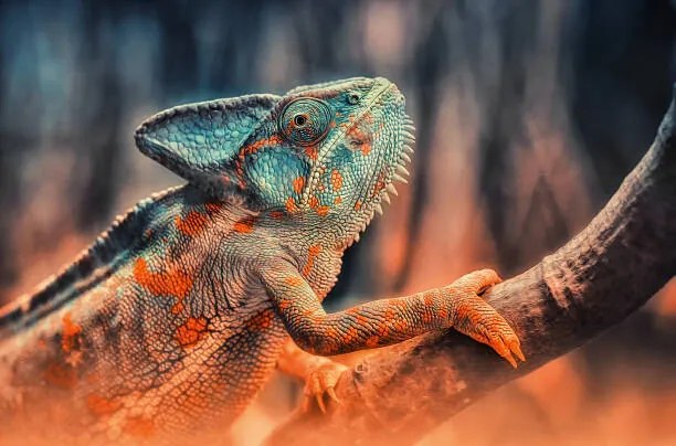 Φωτογραφία chameleon, Detlef Knapp