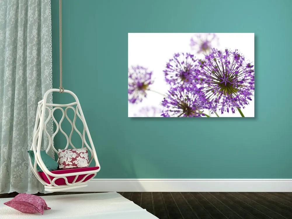 Εικόνα μωβ λουλούδια σκόρδου - 60x40