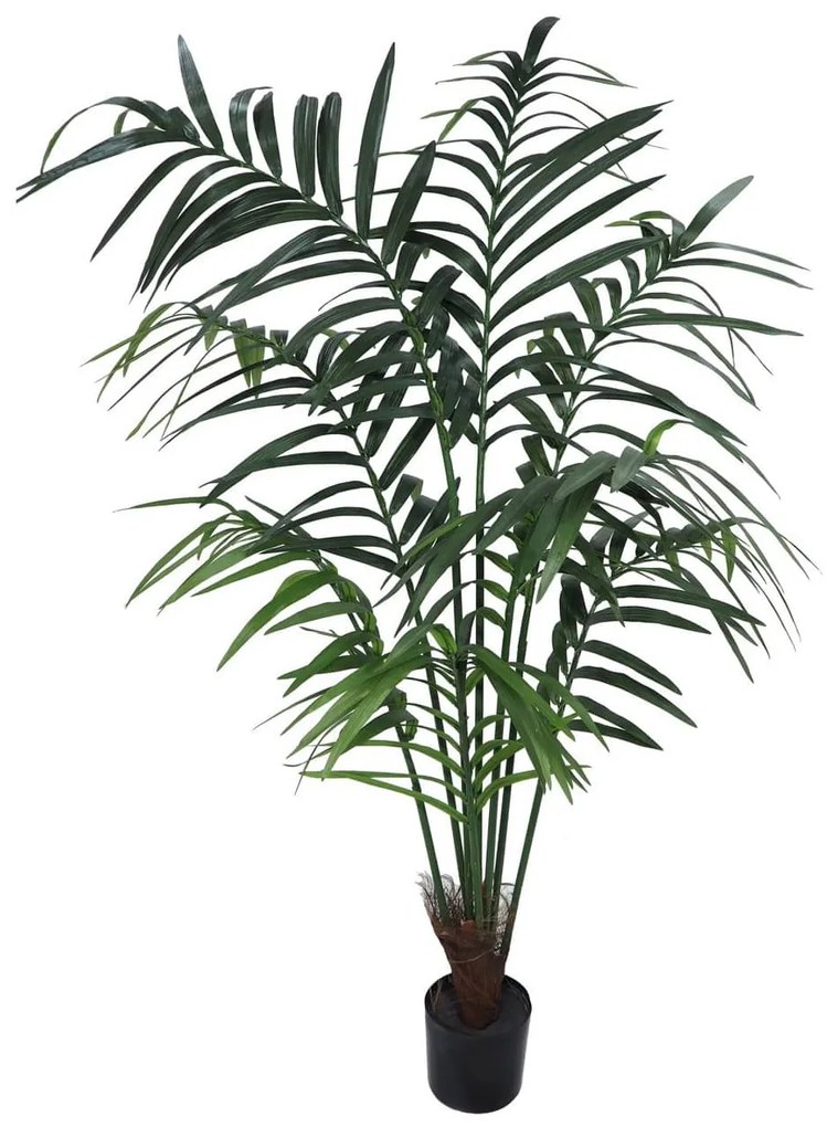 Plant in Pot CONCORAL Kentia Tropic 4000320A-GR