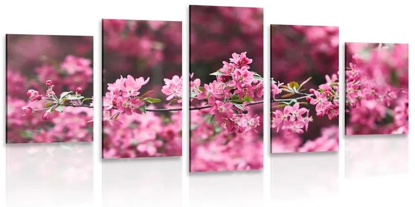 Εικόνα 5 τμημάτων λεπτομερή άνθη κερασιάς