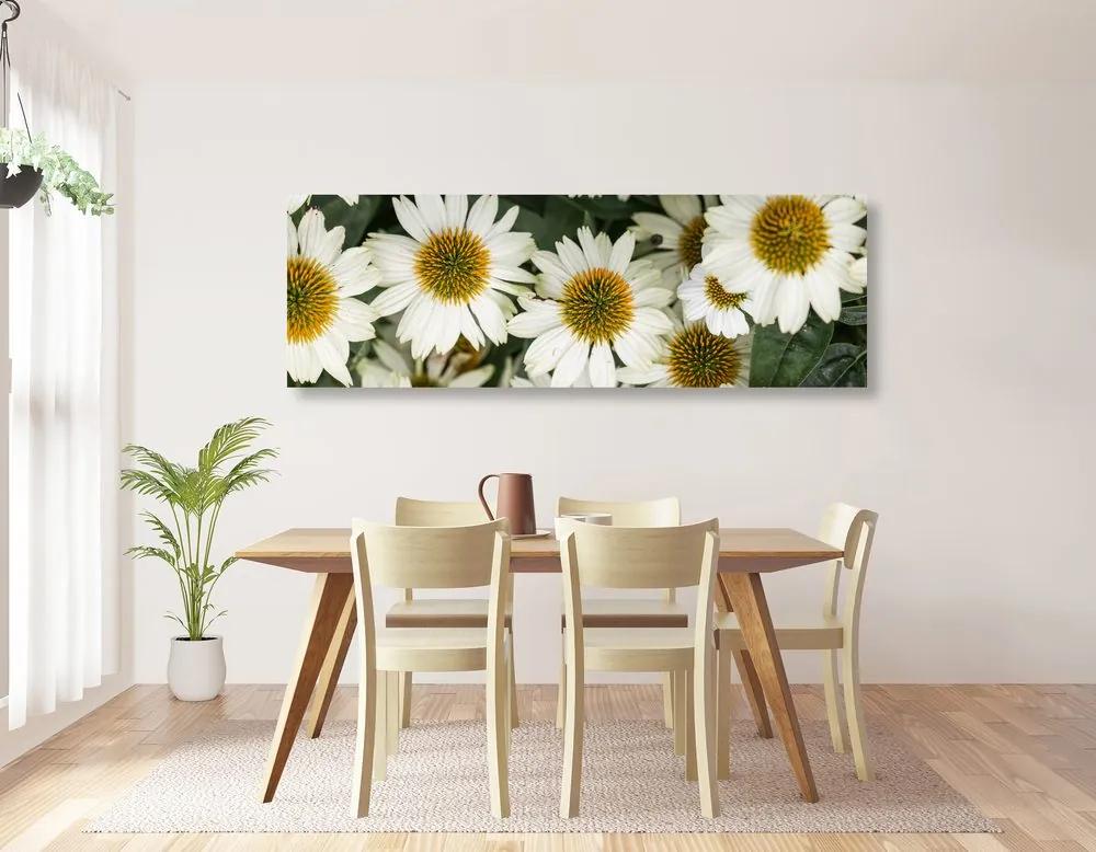 Εικόνα από λουλούδια χαμομηλιού - 150x50