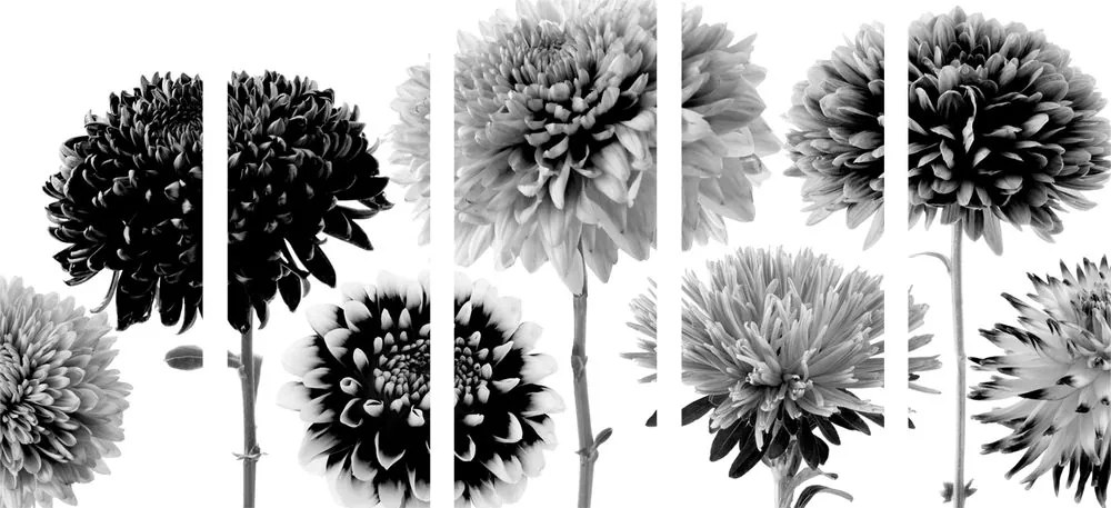 Πεντάμερη εικόνα λουλούδια ντάλια σε διάφορα σχέδια σε ασπρόμαυρο - 200x100