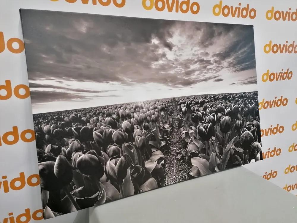 Εικόνα της ανατολής του ηλίου πάνω από ένα λιβάδι με τουλίπες σε μαύρο και άσπρο - 60x40