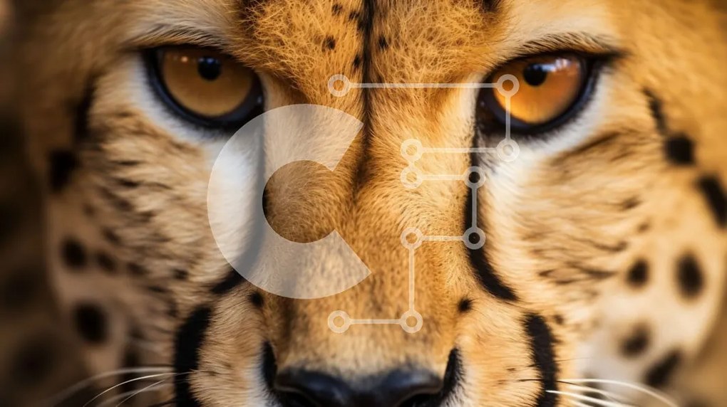 Σετ των 2 Intra Συλλεκτικό Ξύλινο Παζλ Plywood  4mm - Κοντινό πλάνο του προσώπου ενός τσιτάχ Σε Ξύλινο Κουτί - Διαστάσεις: 10x10 cm – 25 κομμάτια