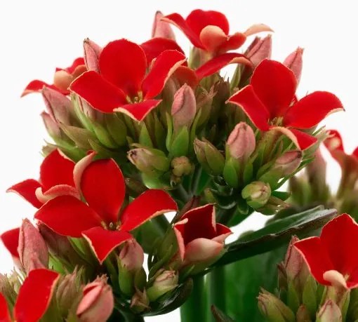 KALANCHOE φυτό σε γλάστρα/Καλαγχόη, 6 cm 005.822.96