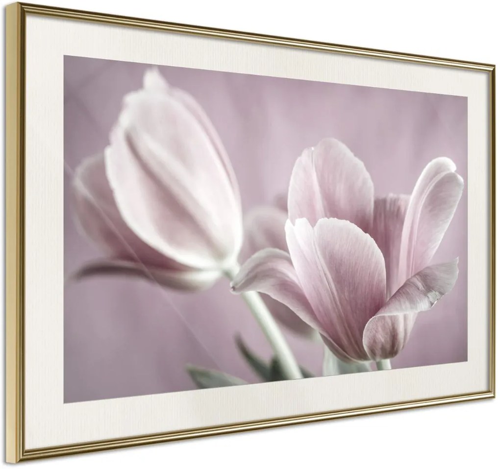 Αφίσα - Pastel Tulips I - 30x20 - Χρυσό - Με πασπαρτού