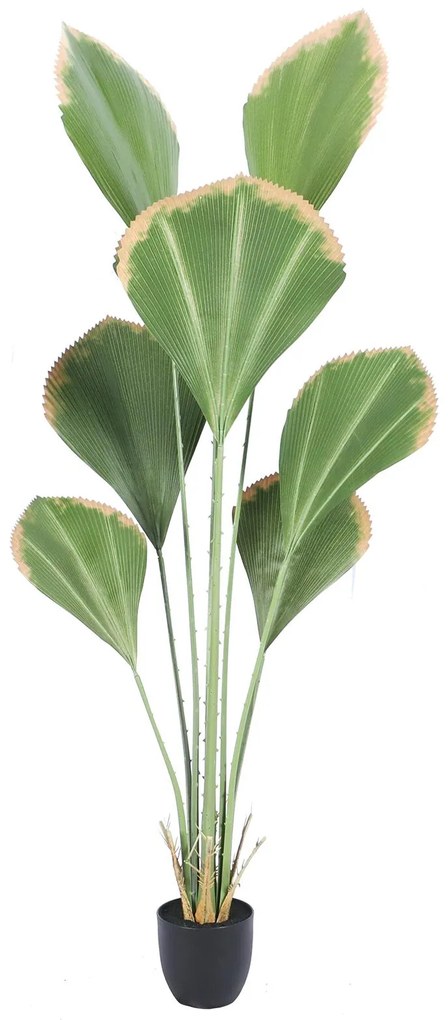 Supergreens Τεχνητό Δέντρο Λικουάλα Πράσινο 160 εκ. - 8701-6