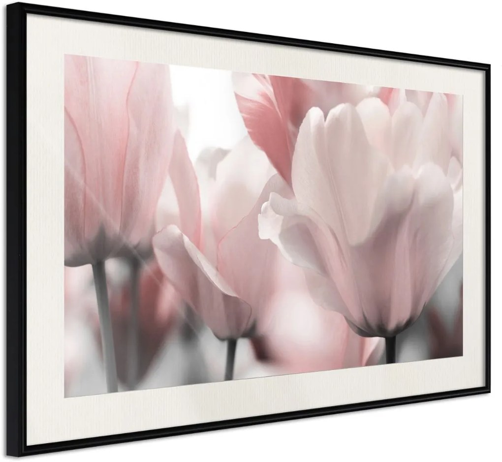 Αφίσα - Pastel Tulips II - 30x20 - Μαύρο - Με πασπαρτού