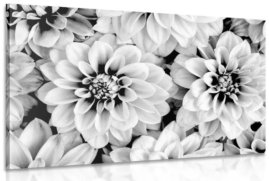 Εικόνα τρυφερών λουλουδιών ντάλιας σε μαύρο & άσπρο - 90x60