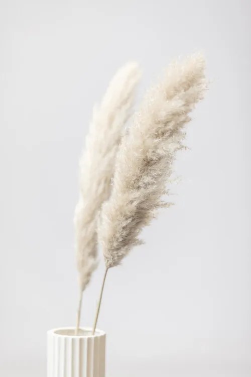 Φωτογραφία Pampas Grass Grey 11, Studio Collection