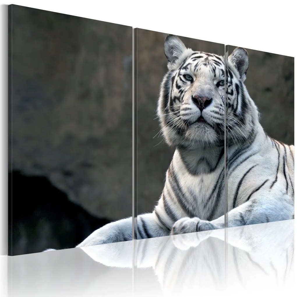 Πίνακας - White tiger 60x40