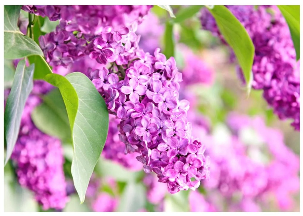 Φωτοταπετσαρία - Lilac flowers 100x70