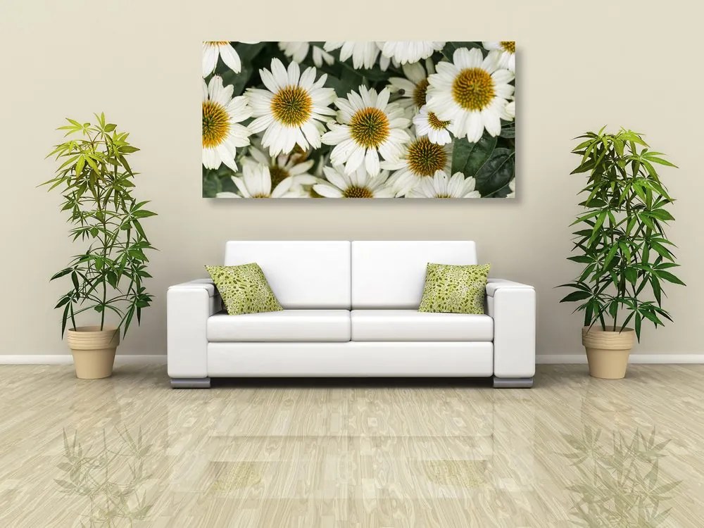 Εικόνα λουλουδιών χαμομηλιού χαμομηλιού - 120x60