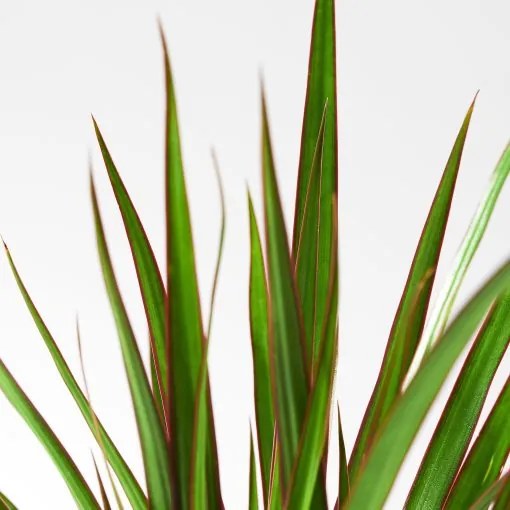 DRACAENA φυτό σε γλάστρα/Δράκαινα Mαρτζινάτα, 9 cm 805.986.89