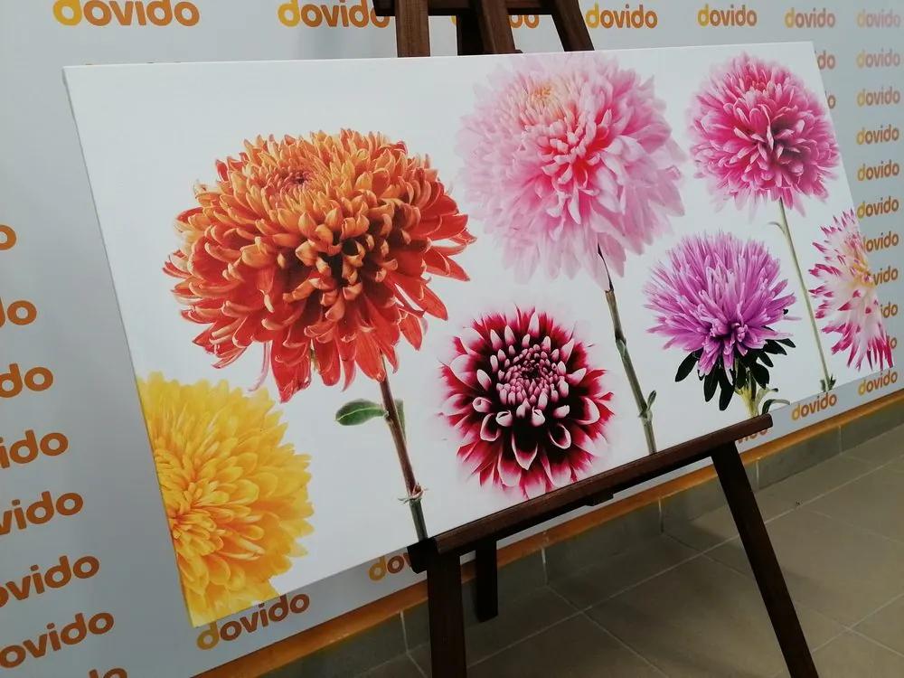 Εικόνα λουλουδιών ντάλιας σε διαφορετικό σχέδιο - 100x50