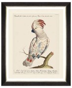 Κάδρο Parrots Of Brazil VIII FA13218 40X50 MindTheGap Οριζόντιοι Wood