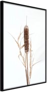 Αφίσα - Typha - 20x30 - Μαύρο - Χωρίς πασπαρτού