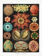 Αναπαραγωγή Ascidiae–Seescheiden, Ernst Haeckel