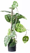 Supergreens Τεχνητό Φυτό Μονστέρα Andansonii Πράσινο 60 εκ