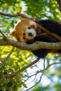 Φωτογραφία Red Panda, NoodlePix