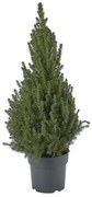 PICEA GLAUCA CONICA φυτό σε γλάστρα/Έλατο, 23 cm 205.878.44