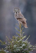 Φωτογραφία Tree Top Great Gray Owl, Scott Suriano