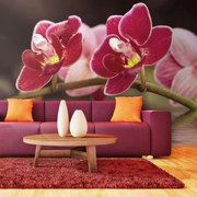 Φωτοταπετσαρία - Beautiful orchid flowers on the water 450x270